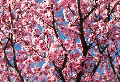 Fototapeta Růžové květy na větvích stromu 1366